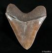 Coffee Colored Georgia Megalodon Tooth - Great Serrations #2996-2